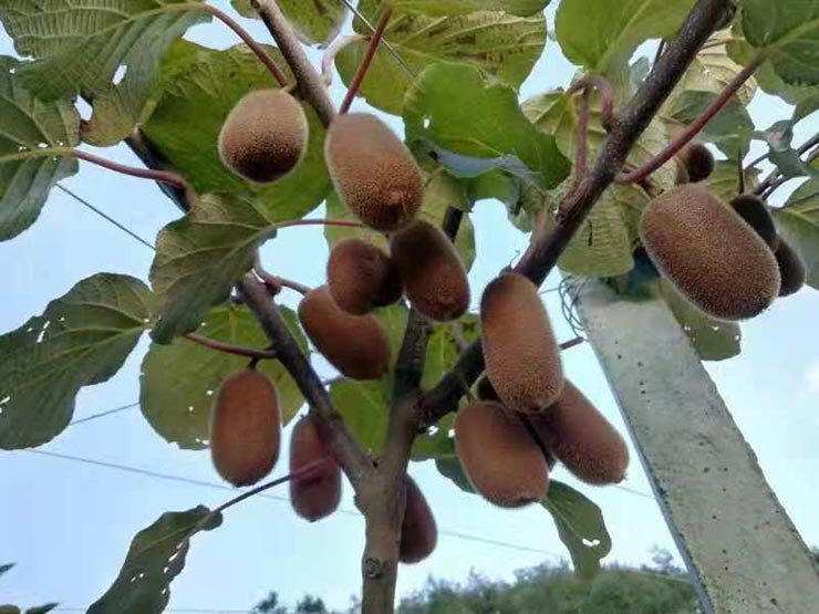 首页- 新宝GG集团创造事业平台